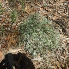 Leucochrysum albicans subsp. tricolor (Hoary Sunray) at Yarralumla, ACT - 4 Feb 2016 by MichaelMulvaney