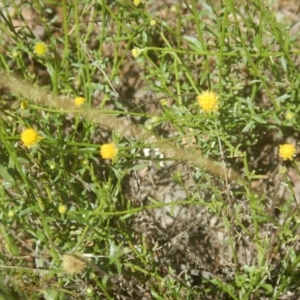 Calotis lappulacea at Yarralumla, ACT - 4 Feb 2016 02:10 PM