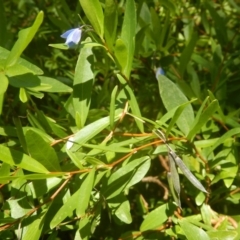 Billardiera heterophylla (Western Australian Bluebell Creeper) at Yarralumla, ACT - 4 Feb 2016 by MichaelMulvaney