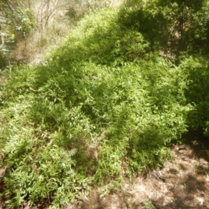 Billardiera heterophylla at Yarralumla, ACT - 4 Feb 2016 02:11 PM