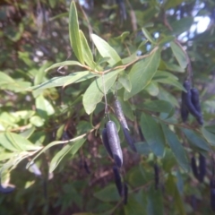 Billardiera heterophylla at Yarralumla, ACT - 4 Feb 2016 02:11 PM