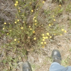 Rutidosis leptorhynchoides (Button Wrinklewort) at Attunga Point - 4 Feb 2016 by MichaelMulvaney