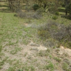 Rutidosis leptorhynchoides at Yarralumla, ACT - 4 Feb 2016