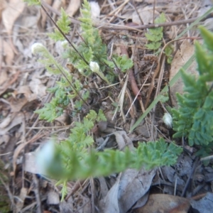 Cheilanthes distans at Yarralumla, ACT - 4 Feb 2016 02:35 PM