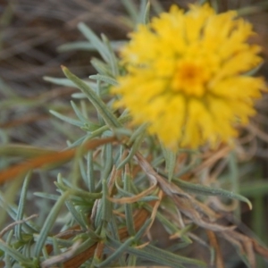 Rutidosis leptorhynchoides at Lake Burley Griffin West - 4 Feb 2016