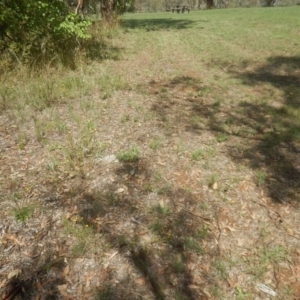 Rutidosis leptorhynchoides at Yarralumla, ACT - 4 Feb 2016