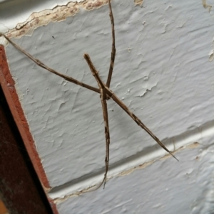 Deinopidae (family) at Turner, ACT - 5 Feb 2016