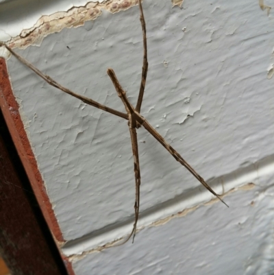 Deinopidae (family) (Net-casting Spider) at Turner, ACT - 5 Feb 2016 by Axel