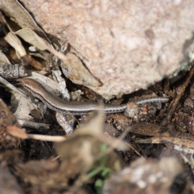 Lampropholis guichenoti (Common Garden Skink) at Mount Mugga Mugga - 26 Jan 2016 by roymcd
