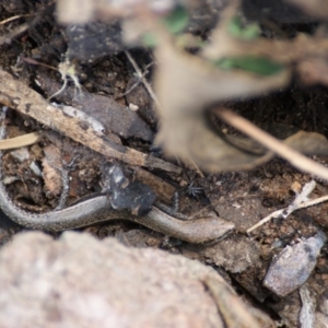 Lampropholis guichenoti at Symonston, ACT - 26 Jan 2016