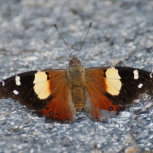 Vanessa itea at Garran, ACT - 2 Feb 2016