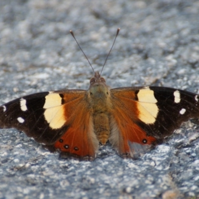 Vanessa itea (Yellow Admiral) at Garran, ACT - 2 Feb 2016 by roymcd