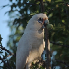 Cacatua sanguinea (Little Corella) at Conder, ACT - 10 Dec 2015 by MichaelBedingfield