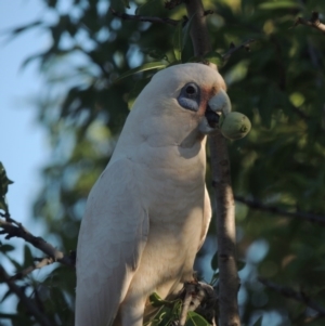 Cacatua sanguinea at Conder, ACT - 10 Dec 2015