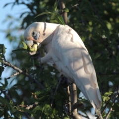 Cacatua sanguinea at Conder, ACT - 10 Dec 2015