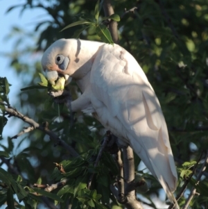 Cacatua sanguinea at Conder, ACT - 10 Dec 2015