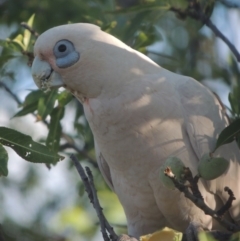 Cacatua sanguinea at Conder, ACT - 10 Dec 2015