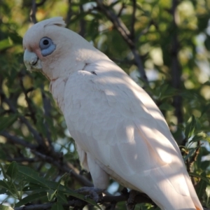 Cacatua sanguinea at Greenway, ACT - 4 Feb 2016