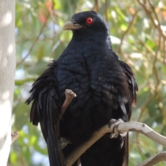 Eudynamys orientalis (Pacific Koel) at Conder, ACT - 12 Dec 2015 by michaelb