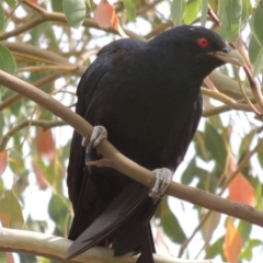 Eudynamys orientalis (Pacific Koel) at Bonython, ACT - 24 Jan 2016 by MichaelBedingfield