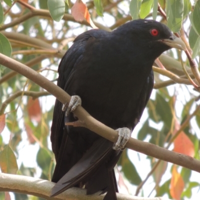 Eudynamys orientalis (Pacific Koel) at Bonython, ACT - 24 Jan 2016 by MichaelBedingfield
