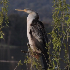 Anhinga novaehollandiae at Greenway, ACT - 19 Sep 2014