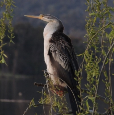 Anhinga novaehollandiae (Australasian Darter) at Greenway, ACT - 19 Sep 2014 by michaelb