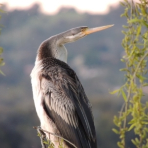 Anhinga novaehollandiae at Greenway, ACT - 19 Sep 2014