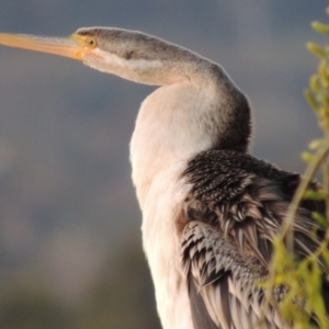 Anhinga novaehollandiae at Greenway, ACT - 19 Sep 2014