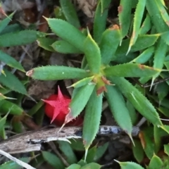 Styphelia humifusum (Cranberry Heath) at Googong, NSW - 6 Feb 2016 by Wandiyali