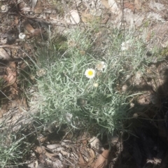 Leucochrysum albicans subsp. tricolor (Hoary Sunray) at Jerrabomberra, NSW - 6 Feb 2016 by Raphus