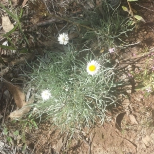 Leucochrysum albicans subsp. tricolor at Jerrabomberra, NSW - 6 Feb 2016 11:12 AM