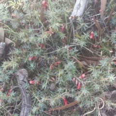 Astroloma humifusum (Cranberry Heath) at Googong, NSW - 6 Feb 2016 by Raphus