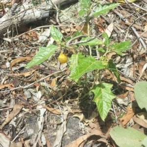 Solanum cinereum at Googong, NSW - 6 Feb 2016 11:41 AM