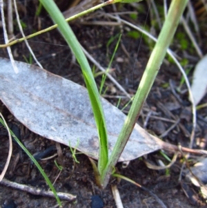 Diuris nigromontana at Cook, ACT - 29 Aug 2015