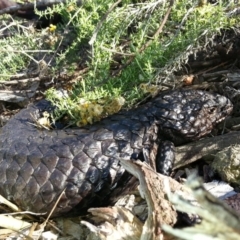 Tiliqua rugosa (Shingleback Lizard) at The Fair, Watson - 4 Feb 2016 by waltraud