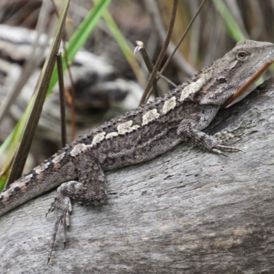 Amphibolurus muricatus (Jacky Lizard) at Canberra Central, ACT - 30 Jan 2016 by KShort