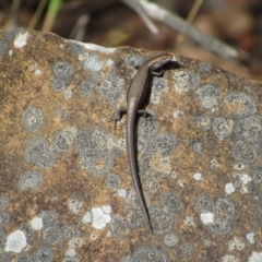 Lampropholis delicata (Delicate Skink) at Canberra Central, ACT - 30 Jan 2016 by KShort