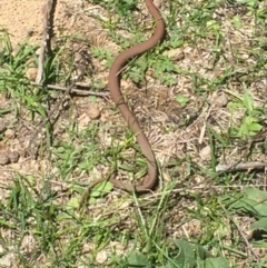 Drysdalia coronoides (White-lipped Snake) at Mount Clear, ACT - 6 Feb 2016 by jackfrench