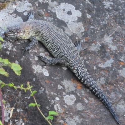 Egernia cunninghami (Cunningham's Skink) at Latham, ACT - 6 Feb 2016 by KShort