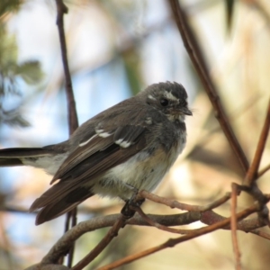 Rhipidura albiscapa at Latham, ACT - 6 Feb 2016