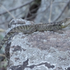 Intellagama lesueurii howittii (Gippsland Water Dragon) at Umbagong District Park - 6 Feb 2016 by KShort