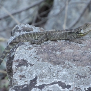 Intellagama lesueurii howittii at Latham, ACT - 6 Feb 2016