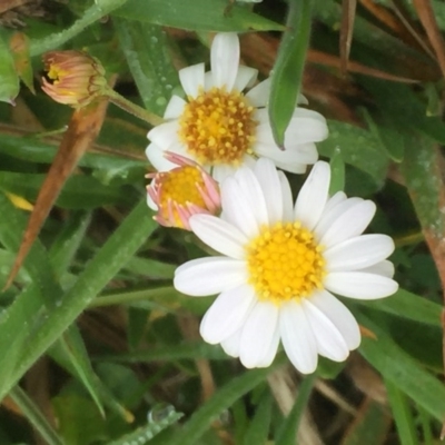 Brachyscome graminea (Grass Daisy) at Namadgi National Park - 6 Feb 2016 by jackfrench