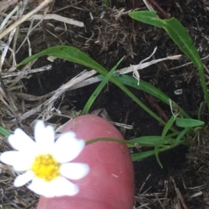 Brachyscome graminea at Mount Clear, ACT - 6 Feb 2016