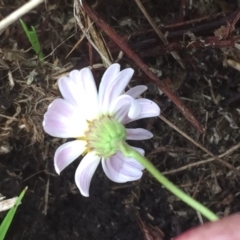 Brachyscome graminea at Mount Clear, ACT - 6 Feb 2016