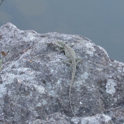 Intellagama lesueurii howittii (Gippsland Water Dragon) at Umbagong District Park - 6 Feb 2016 by KShort