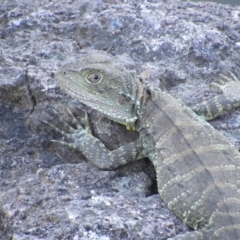 Intellagama lesueurii howittii at Latham, ACT - 6 Feb 2016 07:11 PM