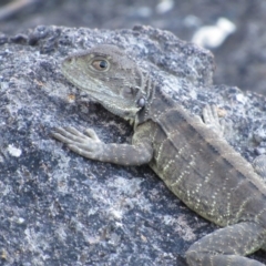 Intellagama lesueurii howittii (Gippsland Water Dragon) at Latham, ACT - 6 Feb 2016 by KShort