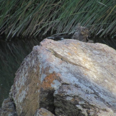 Intellagama lesueurii howittii (Gippsland Water Dragon) at Latham, ACT - 6 Feb 2016 by KShort